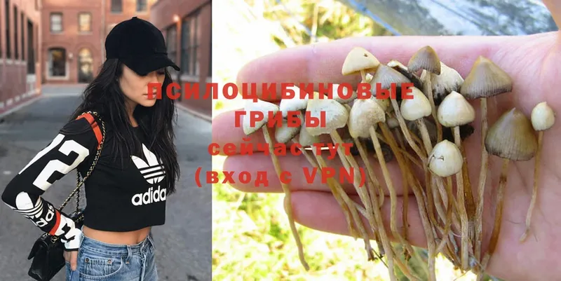 ссылка на мегу ссылка  Геленджик  Псилоцибиновые грибы Psilocybe 